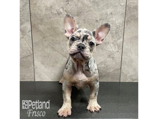 [#32517] Blue Merle Female French Bulldog Puppies for Sale