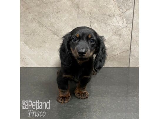 [#32519] Black and Tan Female Miniature Dachshund Puppies for Sale
