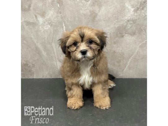 [#32521] Sable Female Shihpoo Puppies for Sale