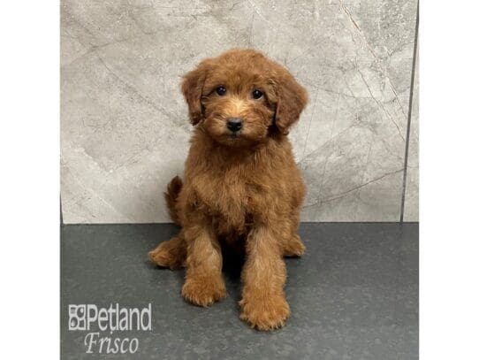 [#32524] Red Female Goldendoodle F1b Puppies for Sale
