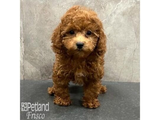 [#32533] Red Female Poodle Puppies for Sale