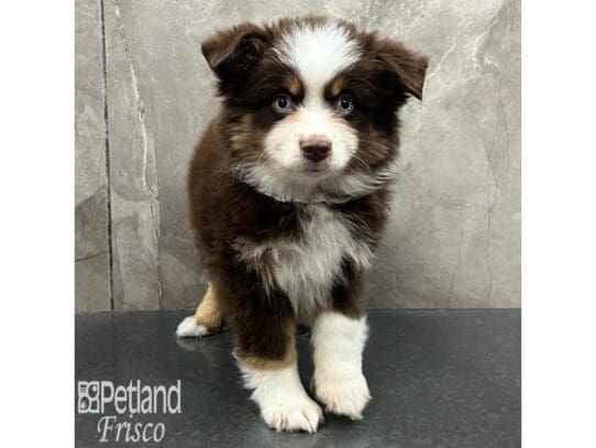 [#32536] Red Female Miniature Australian Shepherd Puppies for Sale