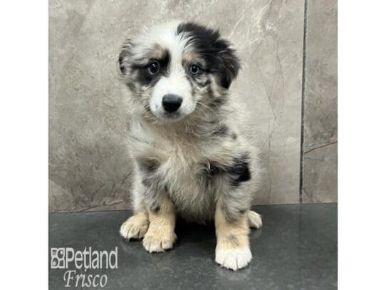 [#32545] Blue Merle Male Miniature Australian Shepherd Puppies for Sale