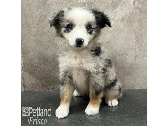 [#32547] Blue Merle Female Miniature Australian Shepherd Puppies for Sale