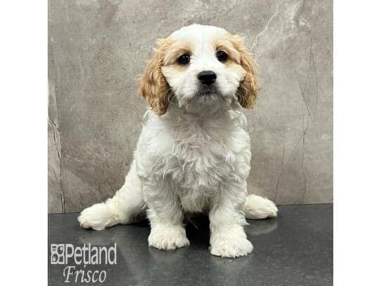 [#32550] Blenheim Male Cavachon Puppies for Sale