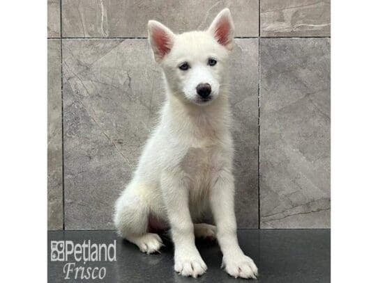 [#32532] White Female Siberian Husky Puppies for Sale