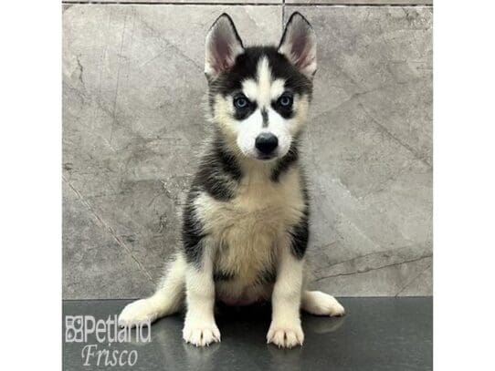 [#32534] Black / White Female Siberian Husky Puppies for Sale
