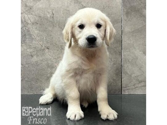 [#32542] Light Gold Male Golden Retriever Puppies for Sale