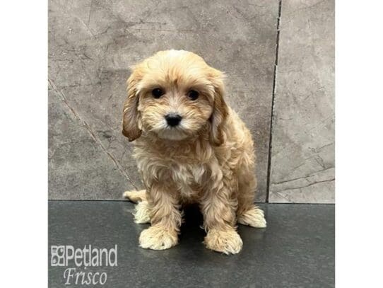 [#32559] Apricot Male Cavapoo Puppies for Sale