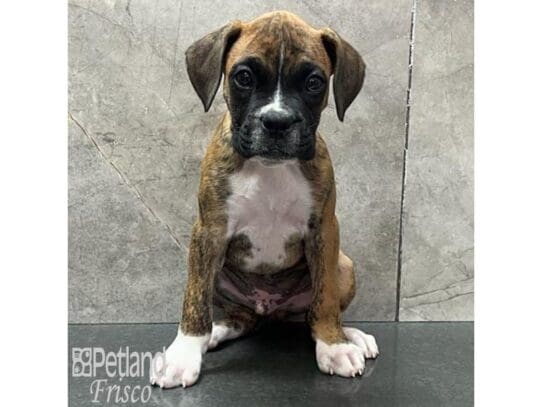 [#32563] Brindle Male Boxer Puppies for Sale