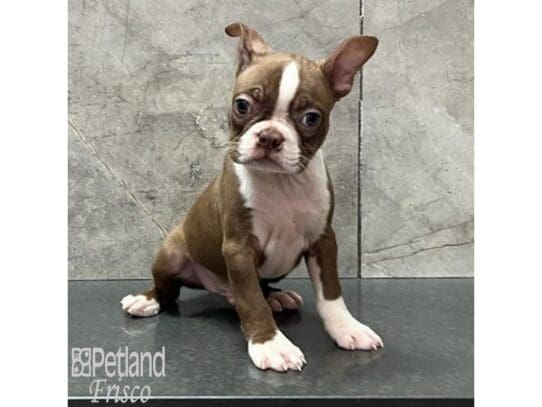 [#32565] Seal / White Male Boston Terrier Puppies for Sale