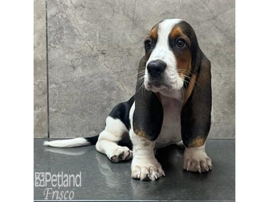 [#32566] Black White / Tan Male Basset Hound Puppies for Sale