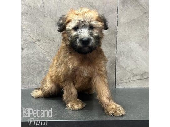 [#32569] Wheaten Female Soft Coated Wheaten Terrier Puppies for Sale