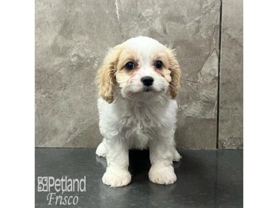 [#32546] Blenheim Female Cavachon Puppies for Sale