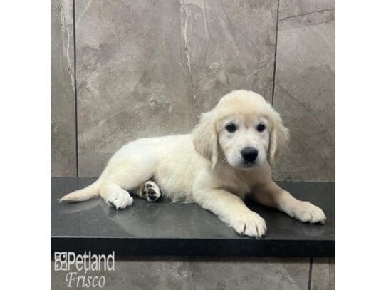 [#32541] Light Gold Male Golden Retriever Puppies for Sale