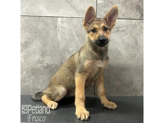 [#32571] Sable Female German Shepherd Dog Puppies for Sale