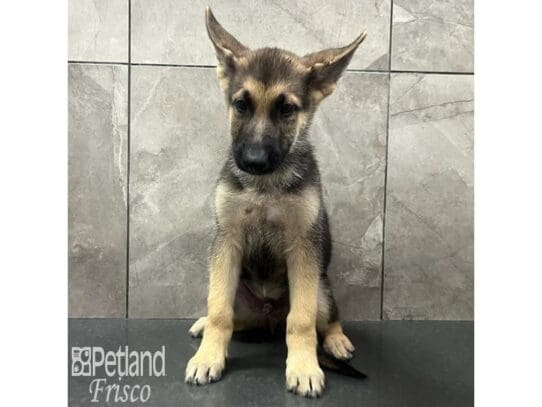 [#32572] Black and Tan Male German Shepherd Dog Puppies for Sale