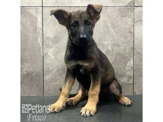 [#32573] Black and Tan Male German Shepherd Dog Puppies for Sale