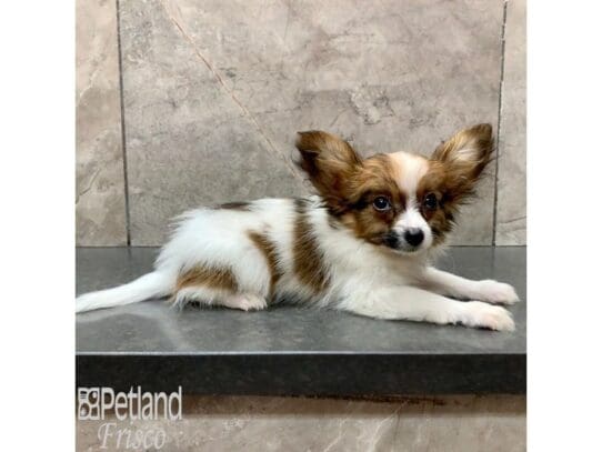 [#32556] Sable / White Male Papillon Puppies for Sale