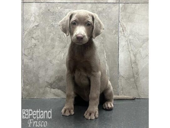 [#32577] Silver Female Labrador Retriever Puppies for Sale