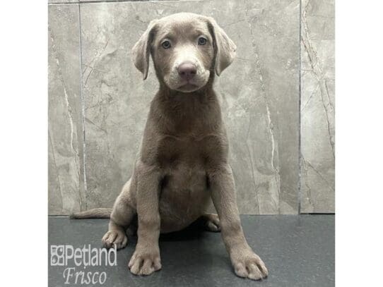[#32578] Silver Male Labrador Retriever Puppies for Sale