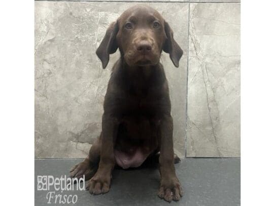 [#32582] Chocolate Female Labrador Retriever Puppies for Sale