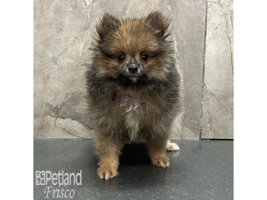 [#32589] Sable Male Pomeranian Puppies for Sale