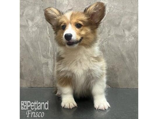 [#32592] Red and White Male Pembroke Welsh Corgi Puppies for Sale