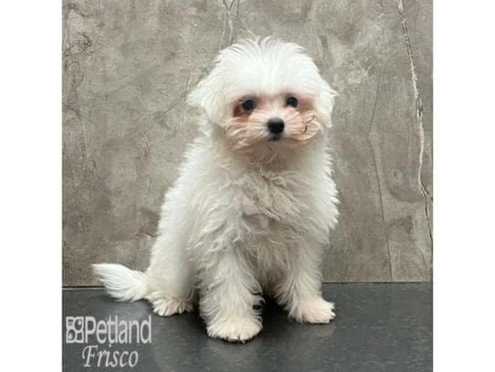 [#32593] White Female Maltese Puppies for Sale