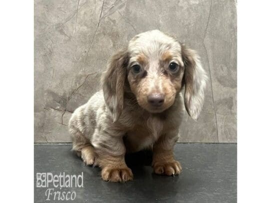 [#32594] Fawn Isabella Cream Female Miniature Dachshund Puppies for Sale