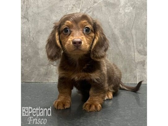[#32595] Chocolate Merle Female Miniature Dachshund Puppies for Sale