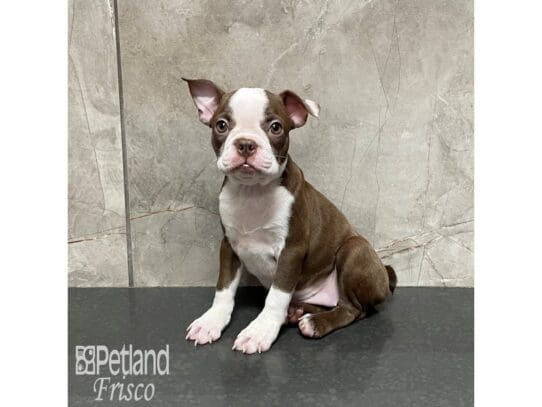 [#32591] Chocolate and White Female Boston Terrier Puppies for Sale