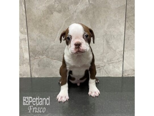 [#32590] Chocolate and White Male Boston Terrier Puppies for Sale