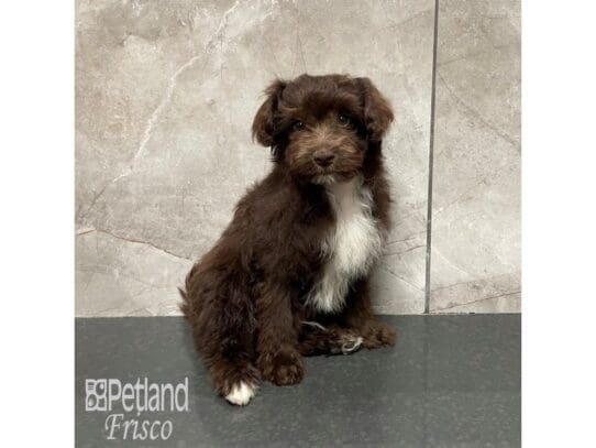 [#32588] Chocolate and White Male Pomapoo Puppies for Sale
