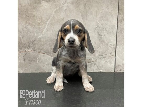 [#32561] Blue White / Tan Female Beagle Puppies for Sale