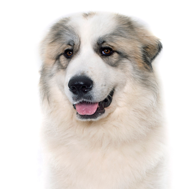 Petland Frisco & Mckinney, Texas Great Pyrenees