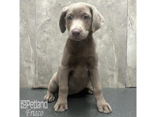 [#32576] Silver Female Labrador Retriever Puppies for Sale