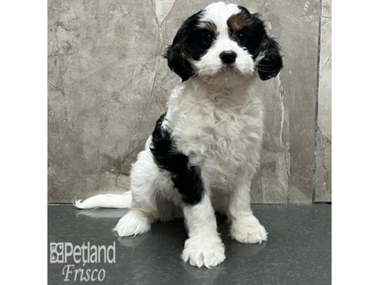 [#32581] Tri-Colored Male Cavapoo Puppies for Sale
