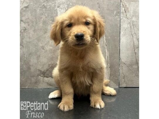 [#32596] Golden Male Golden Retriever Puppies for Sale