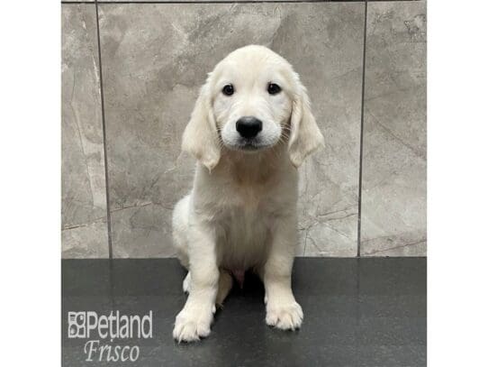 [#32541] Light Gold Male Golden Retriever Puppies for Sale