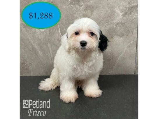 [#32449] Black and White Parti Female Maltipoo Puppies for Sale