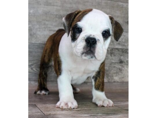 [#32839] Brindle / White Male English Bulldog Puppies for Sale