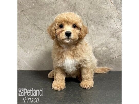 [#32858] Apricot Female Poochon Puppies for Sale
