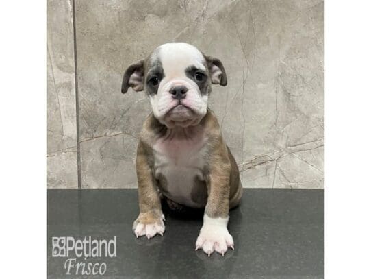 [#32872] Blue Fawn and White Male English Bulldog Puppies for Sale