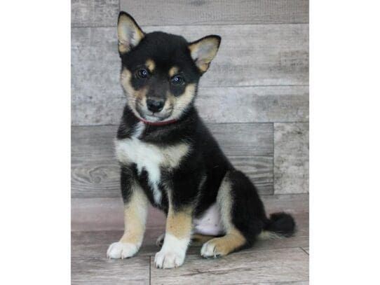 [#32881] Black / Tan Male Shiba Inu Puppies for Sale