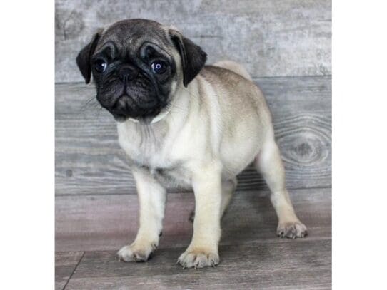 [#32889] Fawn Female Pug Puppies for Sale