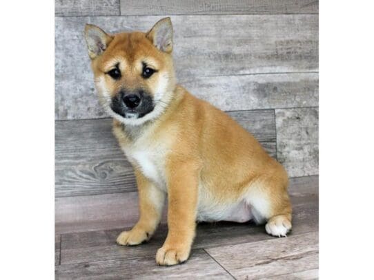 [#32884] Red Female Shiba Inu Puppies for Sale