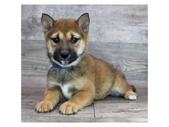 [#32885] Red Sesame Female Shiba Inu Puppies for Sale