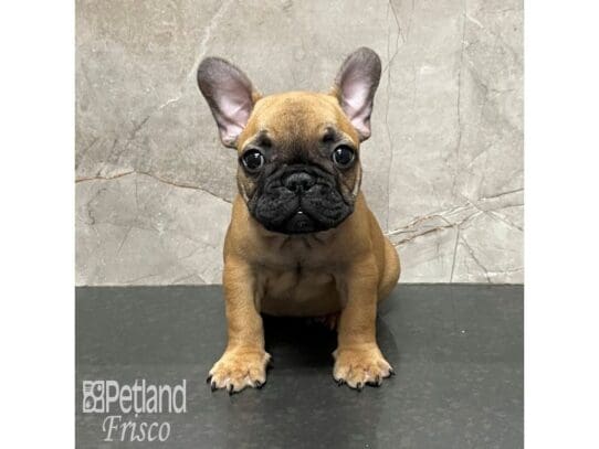 [#32899] Fawn Male French Bulldog Puppies for Sale