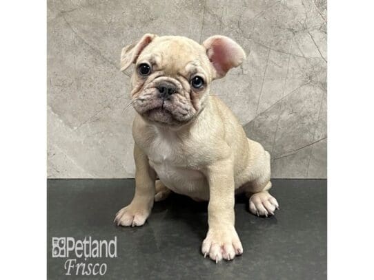 [#32893] Fawn Female French Bulldog Puppies for Sale
